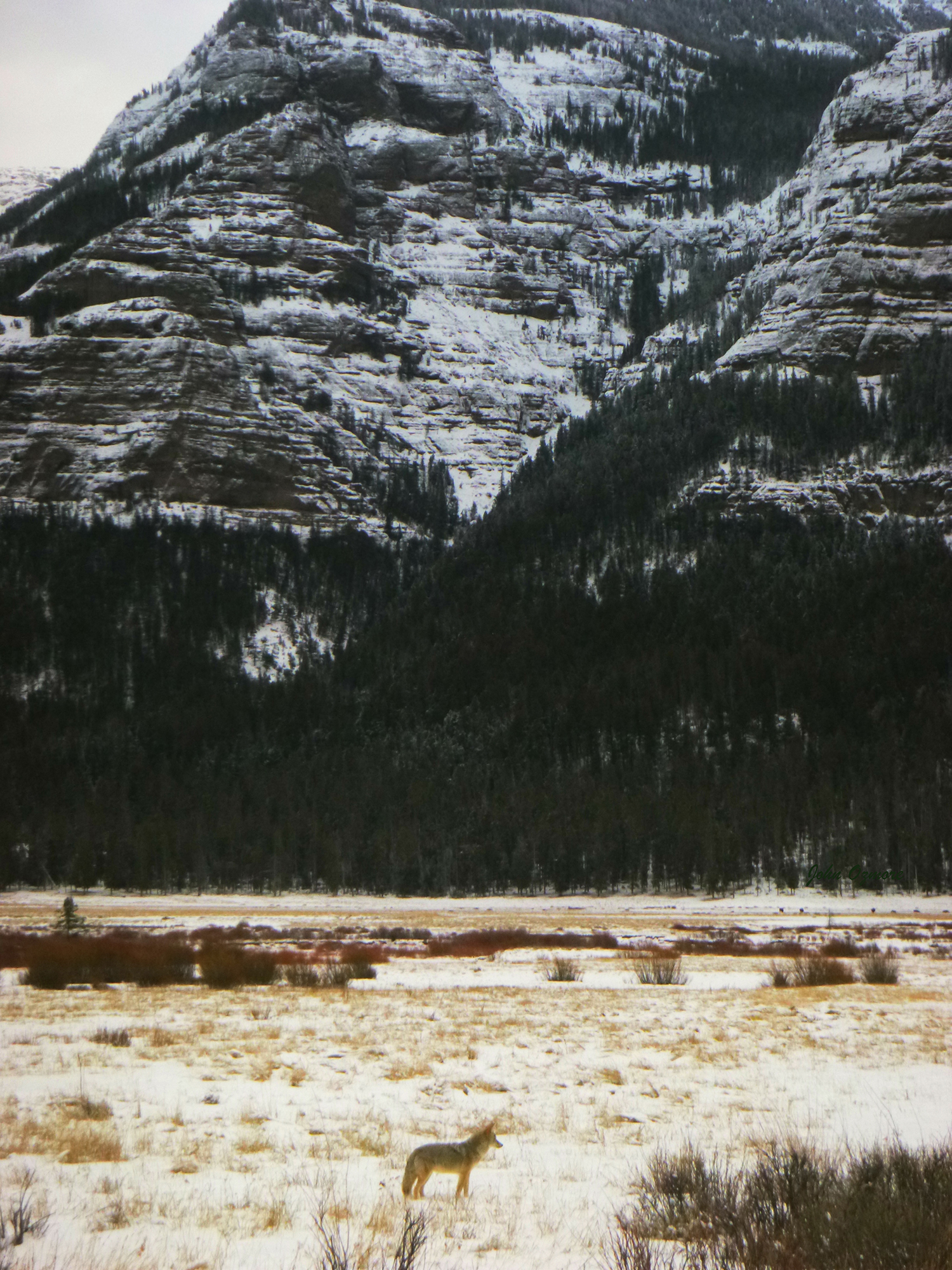 Coyote Posing in Yellowstone